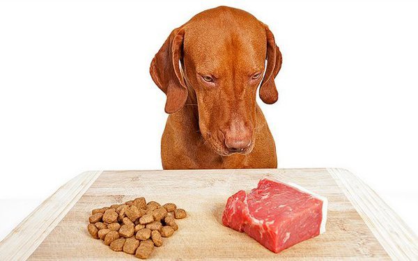 Alimentazione per il cane: casalinga o commerciale?