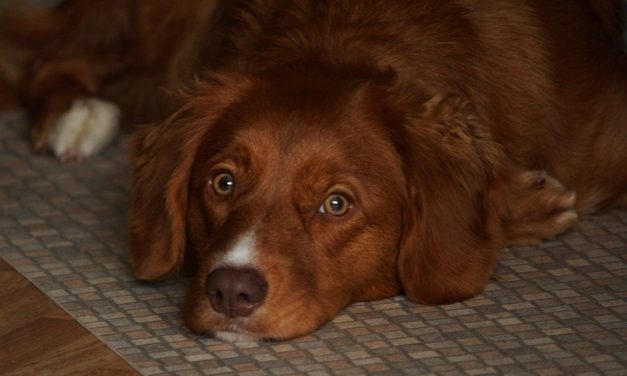 Morbo di Addison nel cane: lo stress può essere fatale?