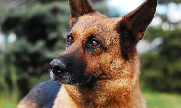 Emangiosarcoma nel cane: le cose da sapere.