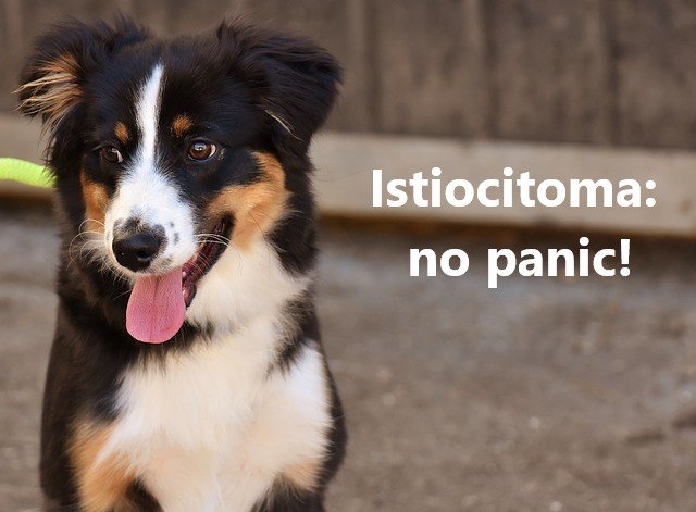Istiocitoma nel cane (e non istocitoma!): aspetto e immagini.
