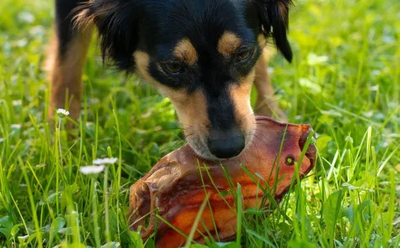 masticativi naturali per cani