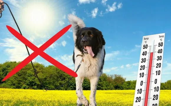 colpo di calore